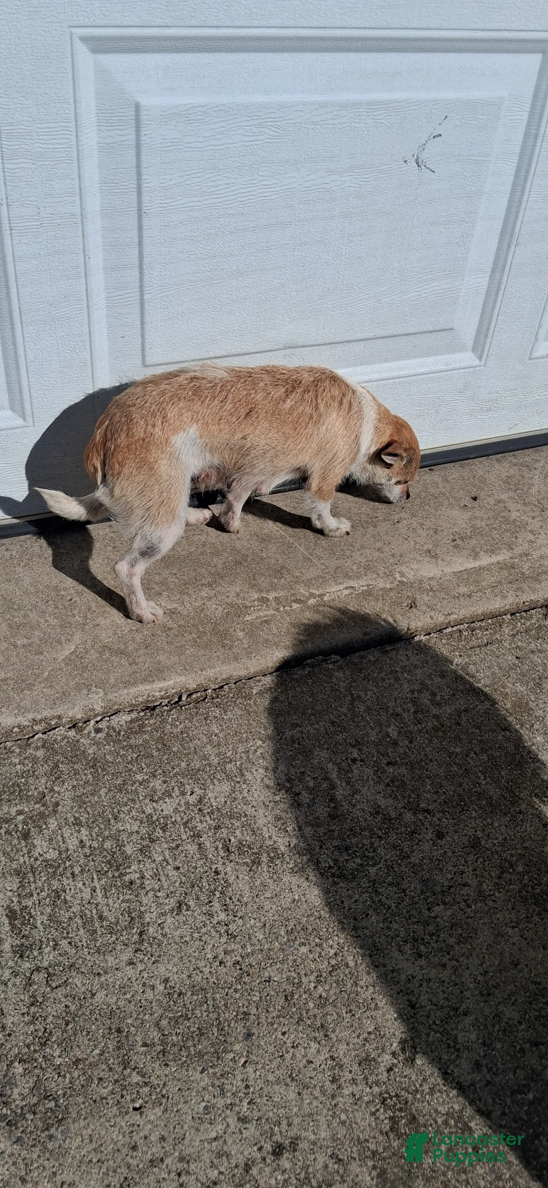 Mixed Breed dogs for sale: Mixed Breed Puppy 3 - Ad 2