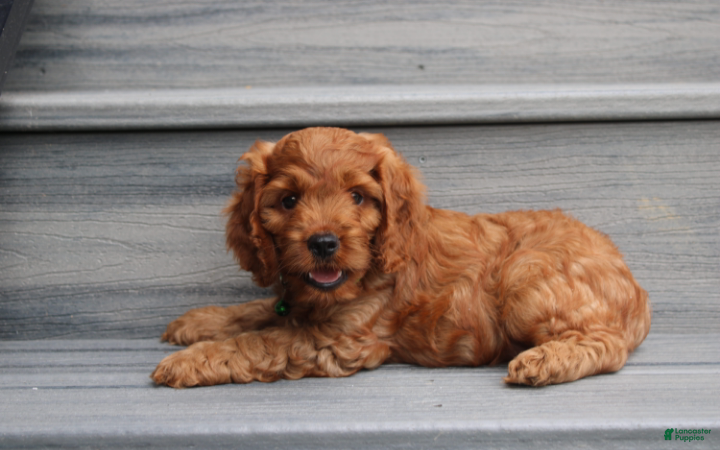 Cockapoo dogs Loki - Ad 2