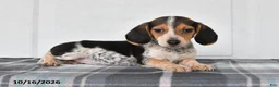 Beagle dogs for sale: Penny - Ad 4