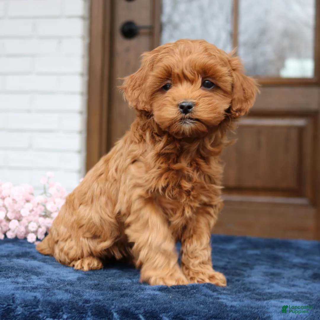 Cavapoo dogs for sale: Susie  - Ad 2