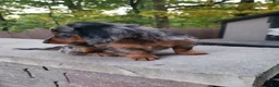 Miniature Dachshund dogs for sale: Dax - Ad 5
