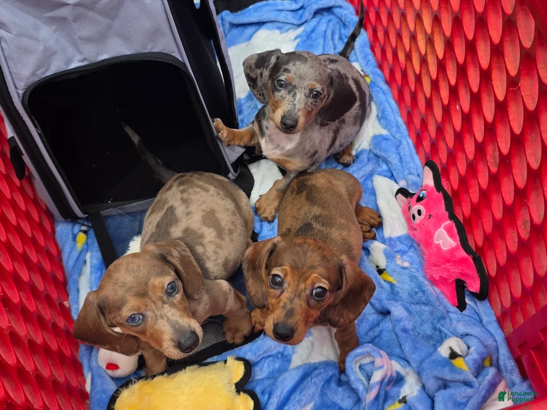 Miniature Dachshund dogs for sale: Hughie - Ad 2