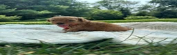 Miniature Poodle dogs for sale: Sammy - Ad 4