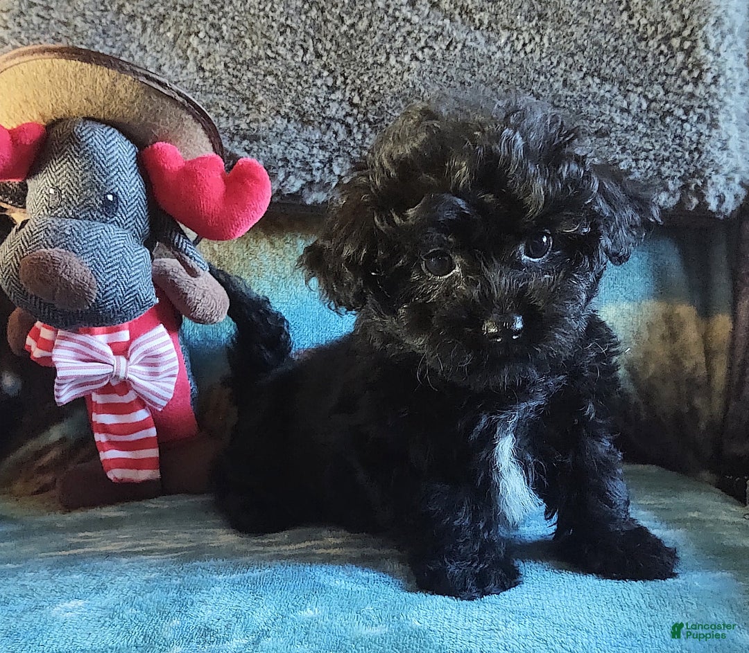 Maltipoo dogs for sale: Archie - Ad 2