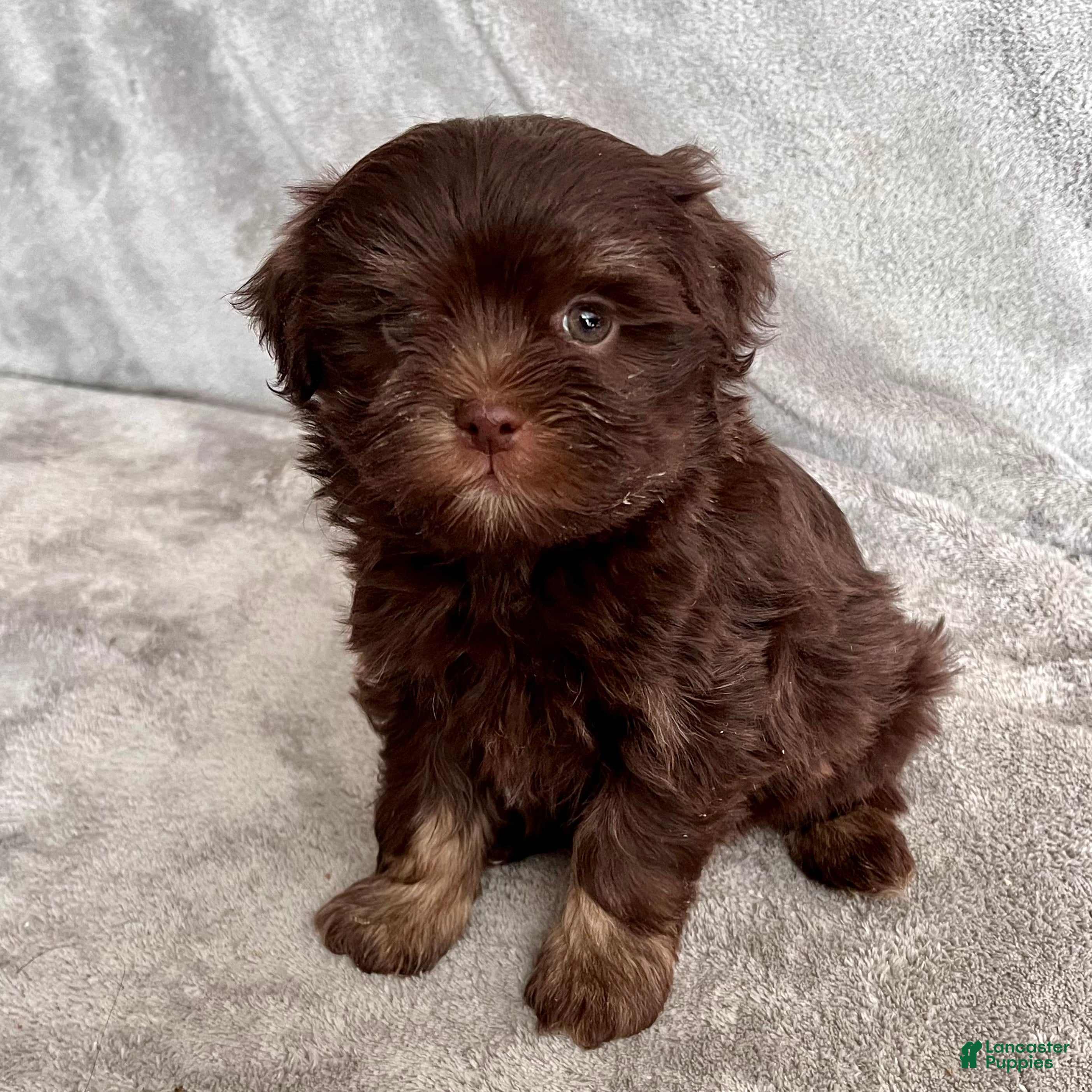 Havanese dogs Simon - Ad 1