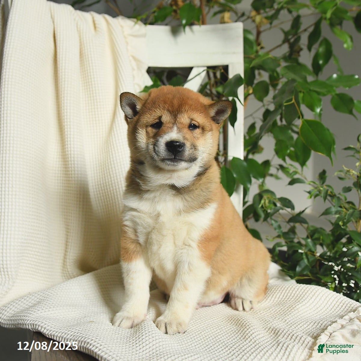 Shiba Inu dogs Ace - Ad 10