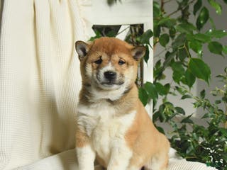 Shiba Inu dogs Ace - Ad 12