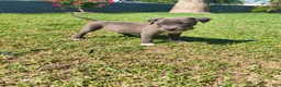 American Pit Bull Terrier dogs for sale: Luna - Ad 11