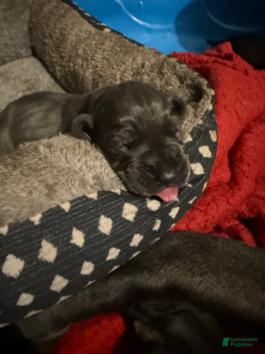 Great Dane dogs for sale: Great Dane Puppy 1 - Ad 3