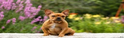 French Bulldog dogs for sale: Diesel - Ad 16