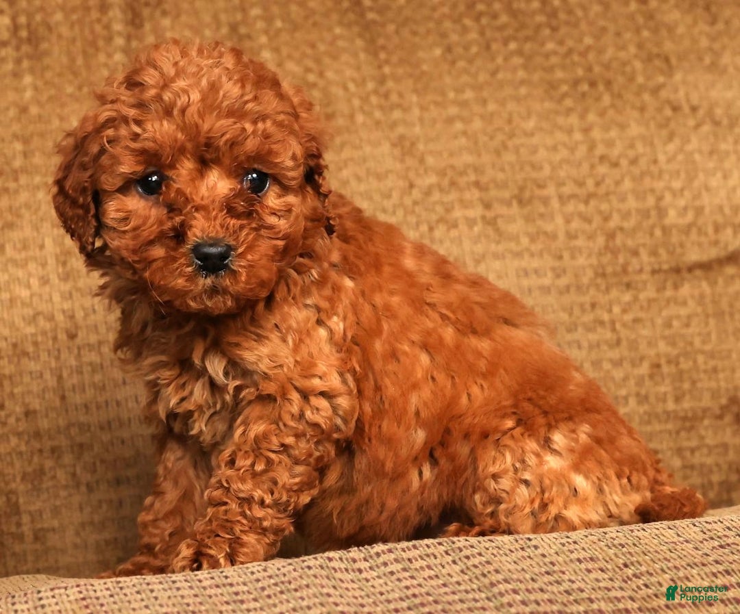 Mini Goldendoodle dogs for sale: Lou - Ad 9
