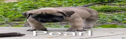 English Mastiff dogs for sale: English Mastiff Puppy 4 - Ad 8