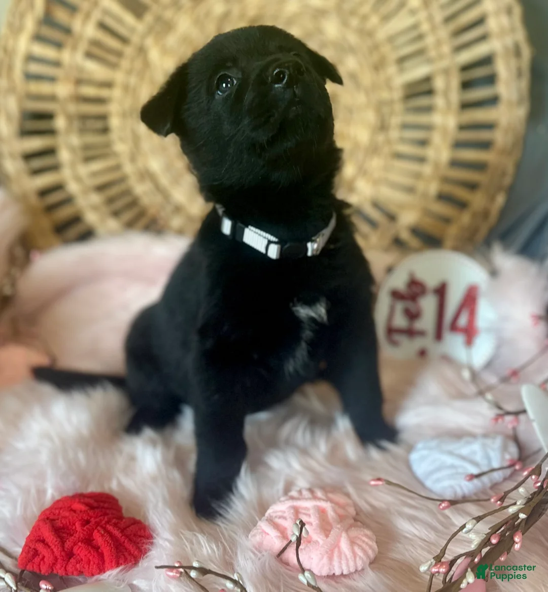 German Shepherd dogs for sale: Poppy  - Ad 3