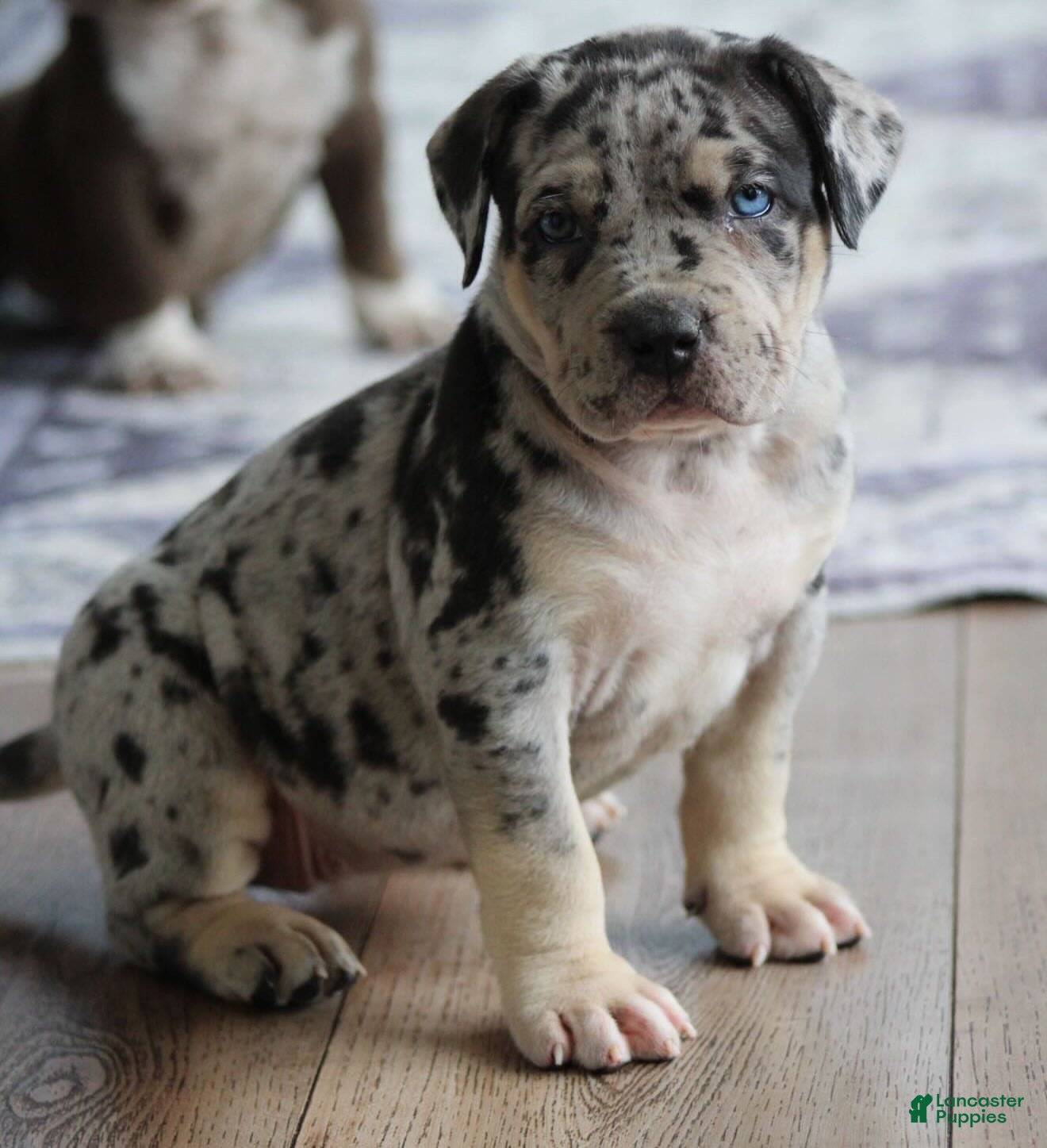 American Pit Bull Terrier dogs Luna - Ad 2