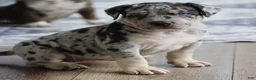 American Pit Bull Terrier dogs for sale: Luna - Ad 1