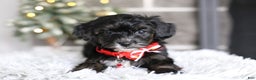 Yorkiepoo dogs for sale: Tinkerbelle - Ad 8