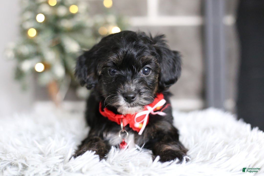 Yorkiepoo dogs for sale: Tinkerbelle - Ad 8