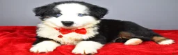 Miniature Australian Shepherd dogs for sale: Oliver - Ad 2