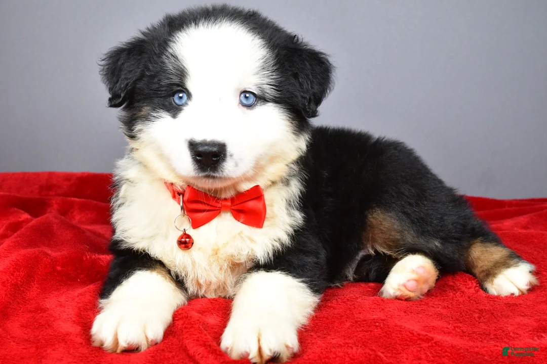 Miniature Australian Shepherd dogs for sale: Oliver - Ad 2