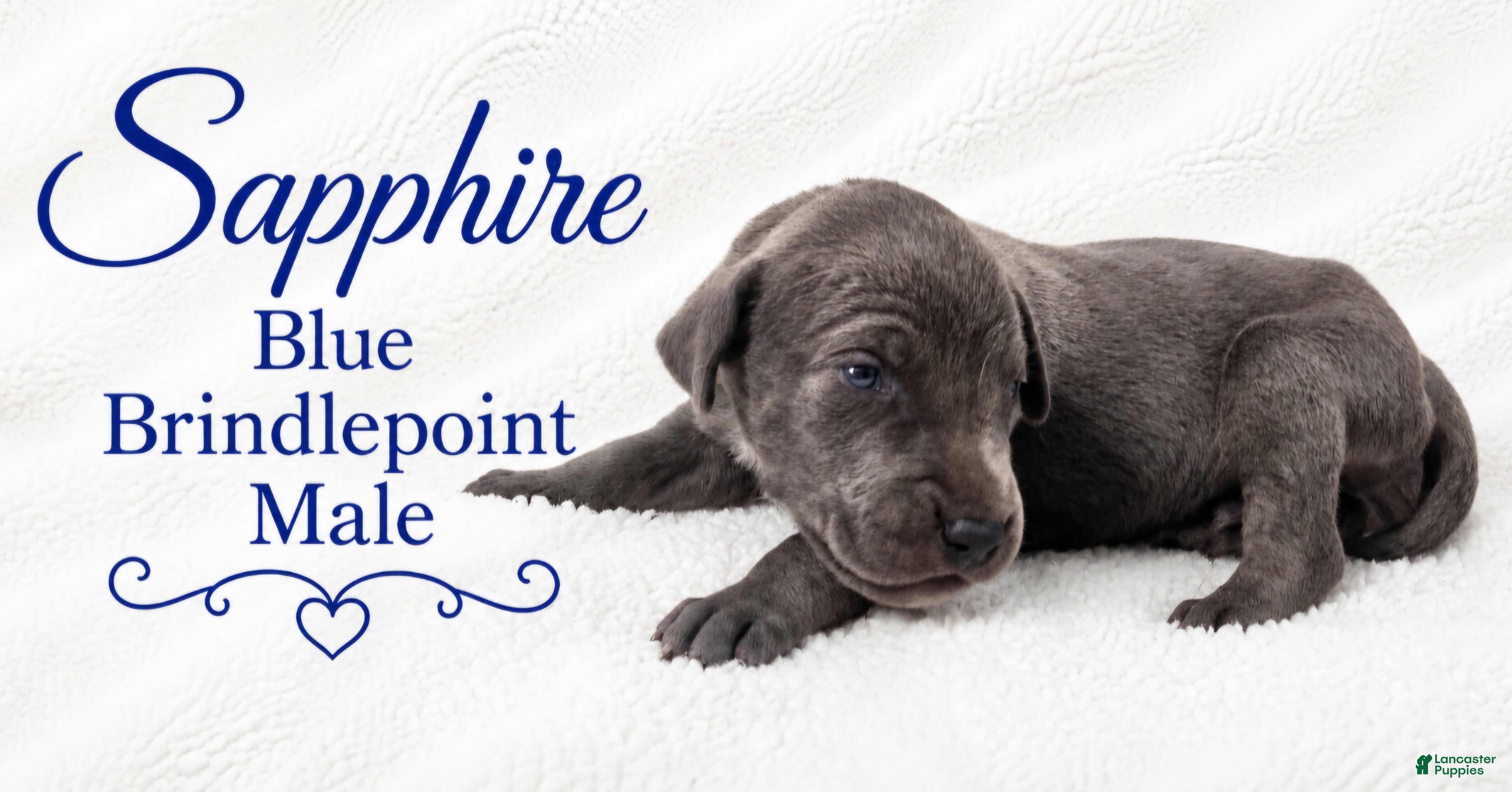 Great Dane dogs Sapphire  - Ad 40