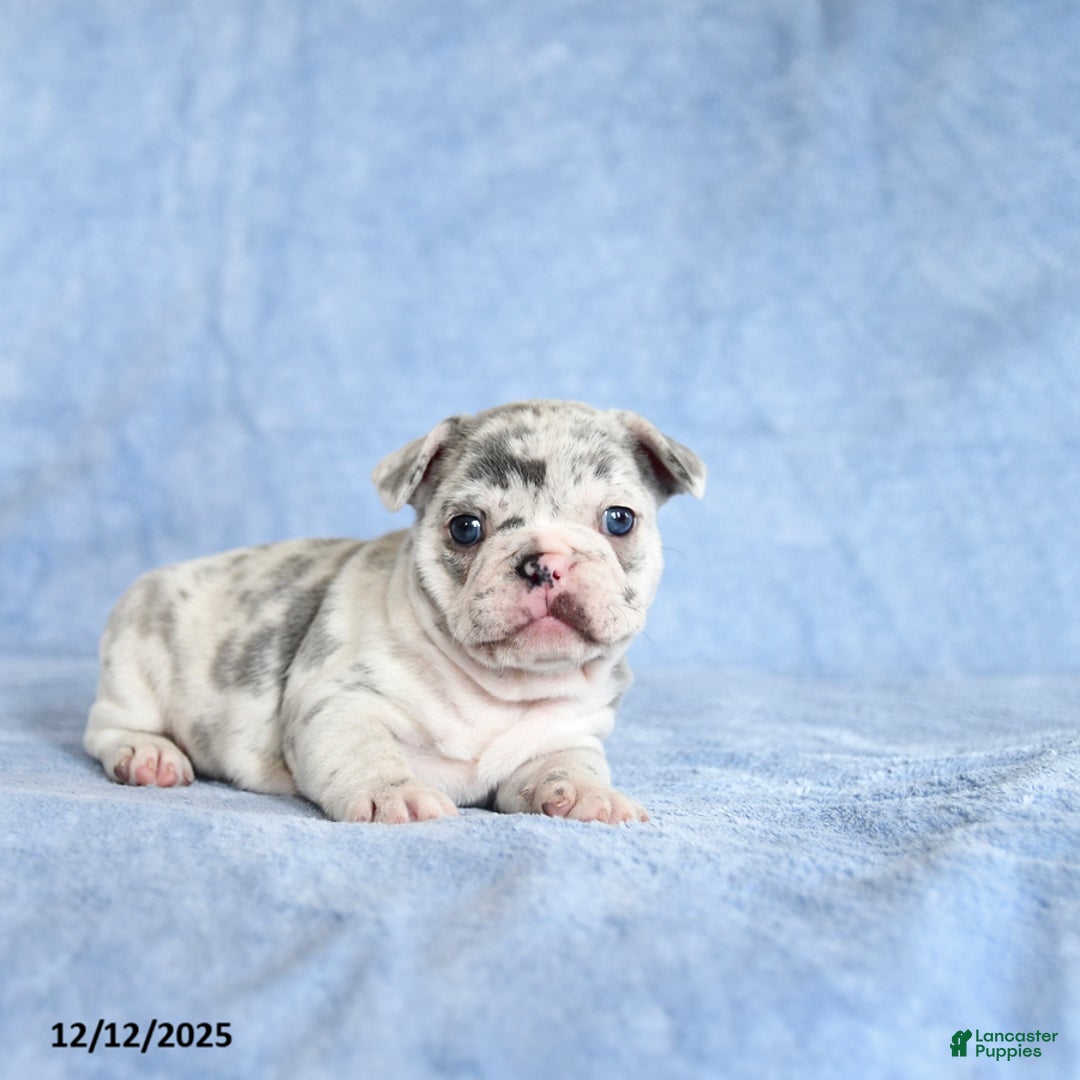 French Bulldog dogs for sale: Amy - Ad 5