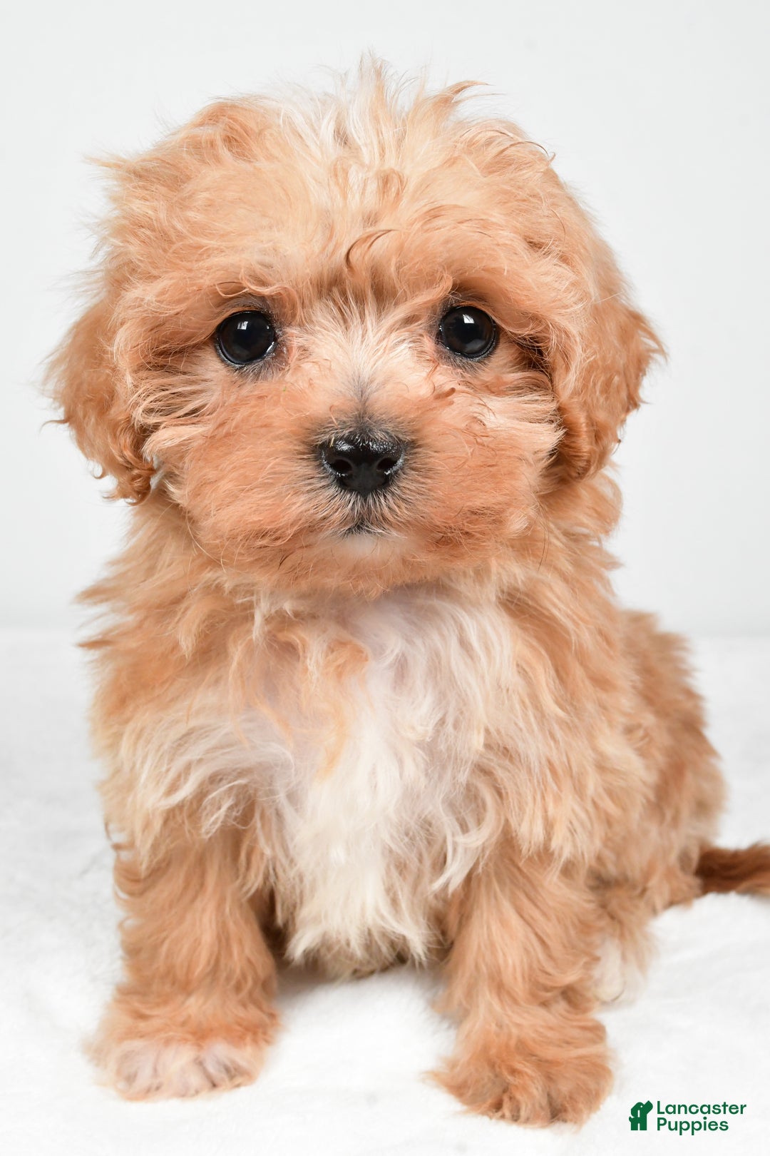Maltipoo dogs for sale: Brittany - Ad 1