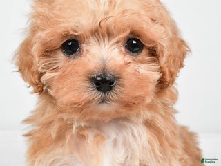 Maltipoo dogs Brittany - Ad 39