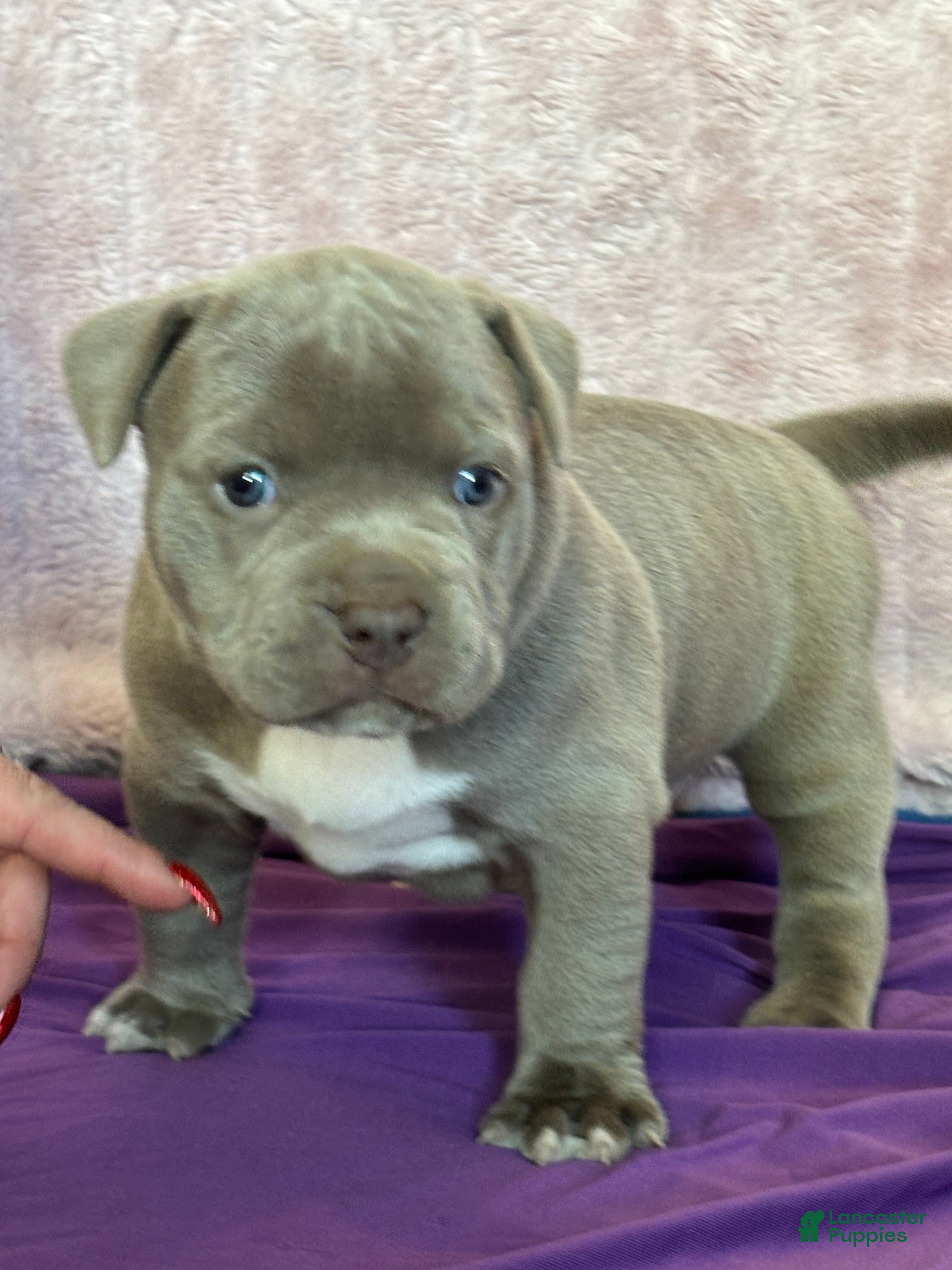 American Bully dogs NAIROBI - Ad 11