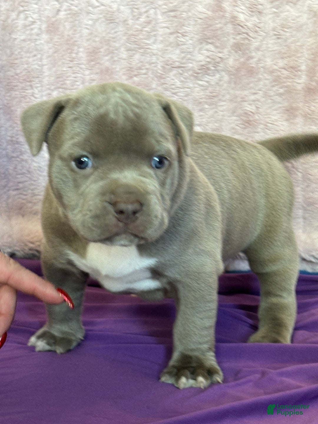 American Bully dogs for sale: NAIROBI The XL Bully - Ad 2