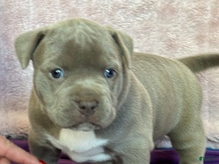 American Bully dogs NAIROBI - Ad 10