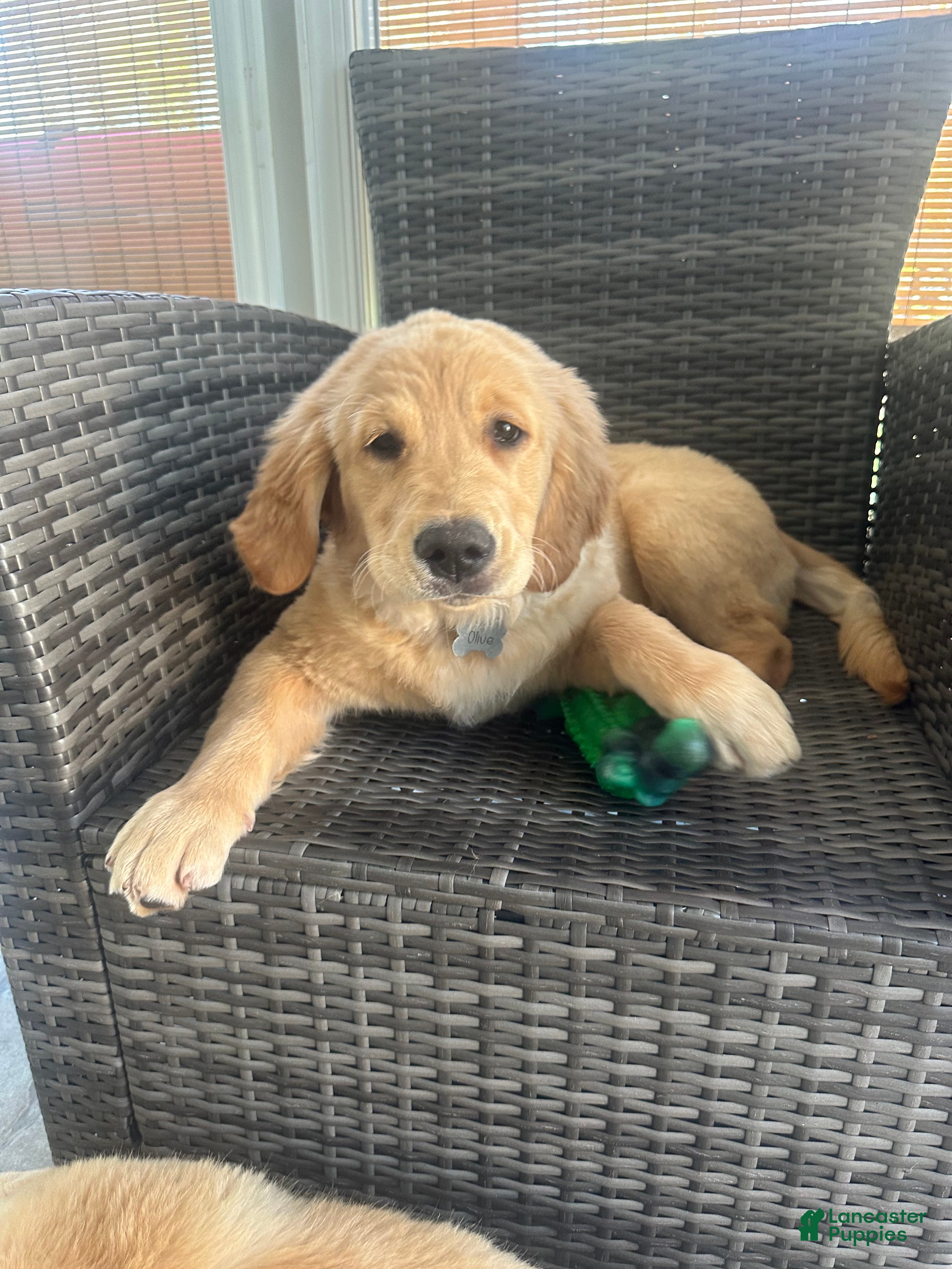 Golden Retriever dogs Golden Retriever Puppy “Ollie”  - Ad 2