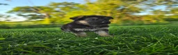German Shepherd dogs for sale: Nova - Ad 5