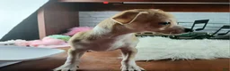 Chihuahua dogs for sale: Nationwide delivery. Popcorn boy red - Ad 3