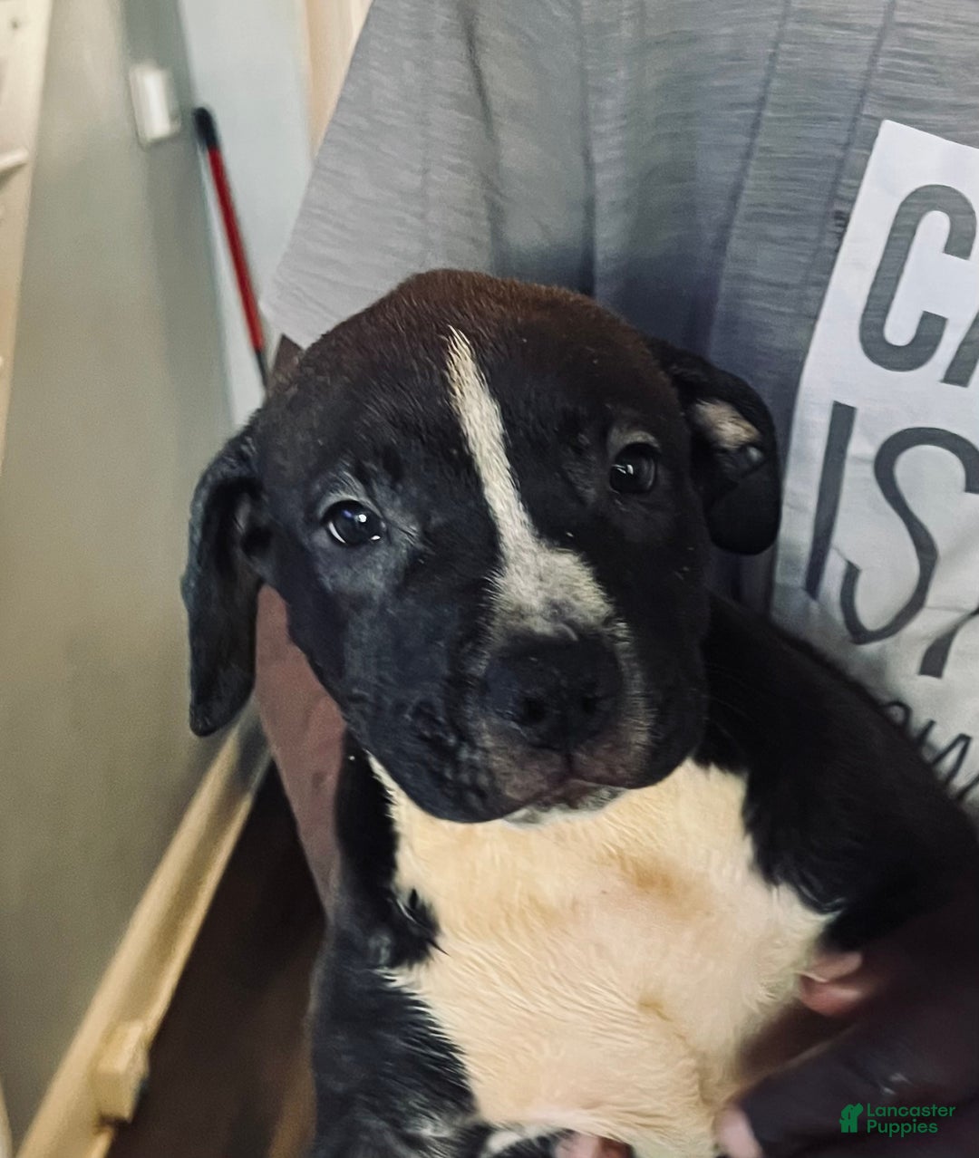 Mixed Breed dogs for sale: Mixed Breed Puppy 2 - Ad 6