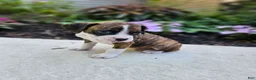 Boxer dogs for sale: Santo - Ad 4