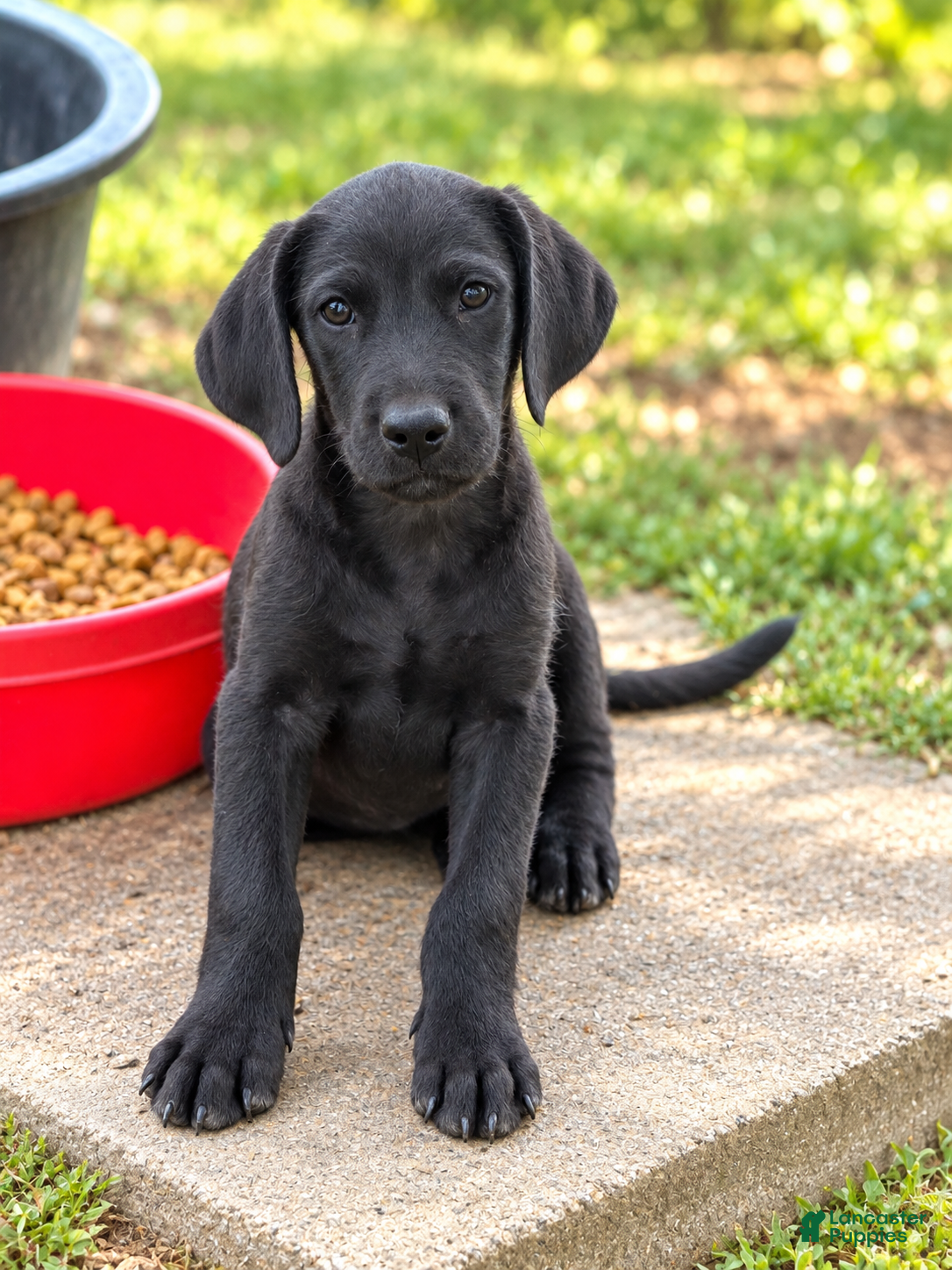 Labradoodle dogs Fiona $195 - Ad 39
