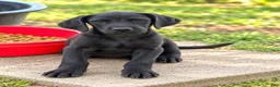 Labradoodle dogs for sale: Fiona $195 - Ad 1