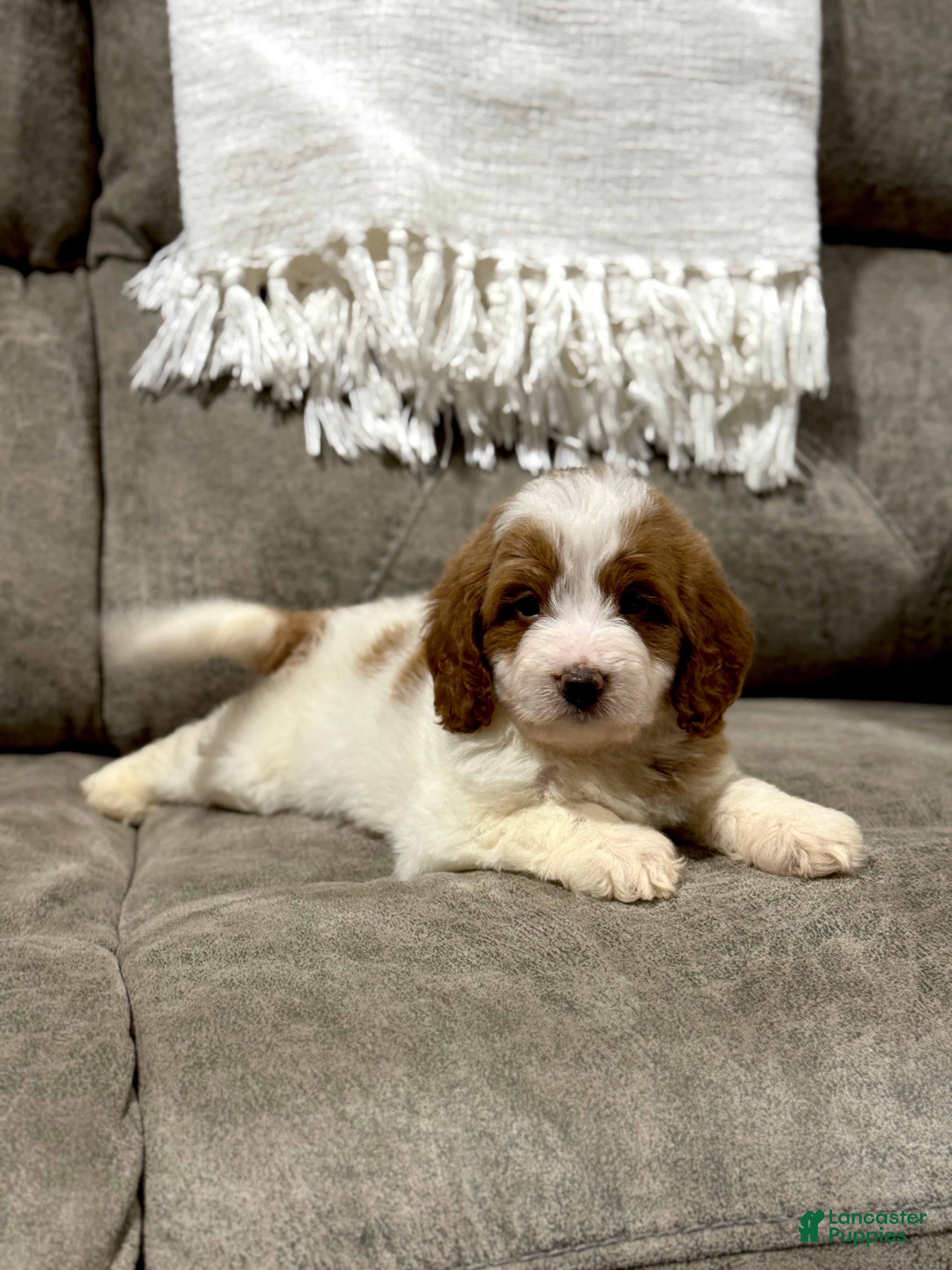 Goldendoodle dogs Piper - Ad 28