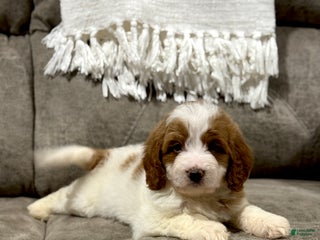 Goldendoodle dogs Piper - Ad 39