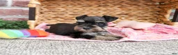 Miniature Schnauzer dogs for sale: Stormi  - Ad 6
