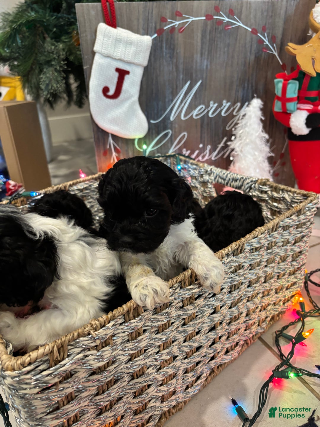 Cockapoo dogs for sale: Cockapoo Puppy 1 - Ad 5