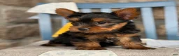 Yorkshire Terrier dogs for sale: Skylar - Ad 17
