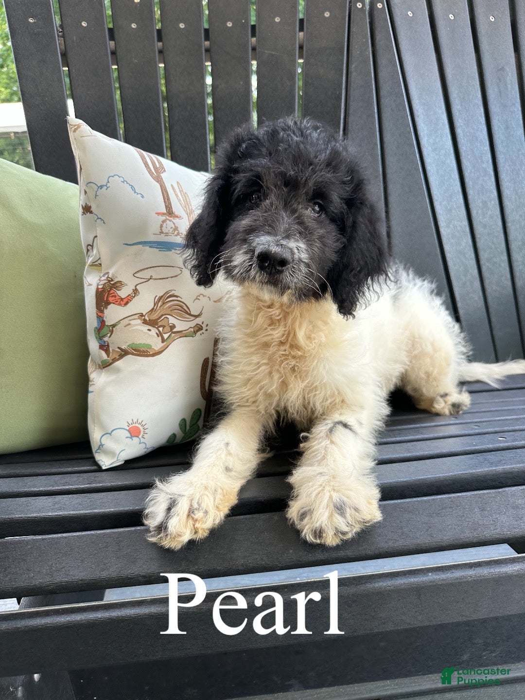 Mixed Breed dogs Pearl - Ad 1