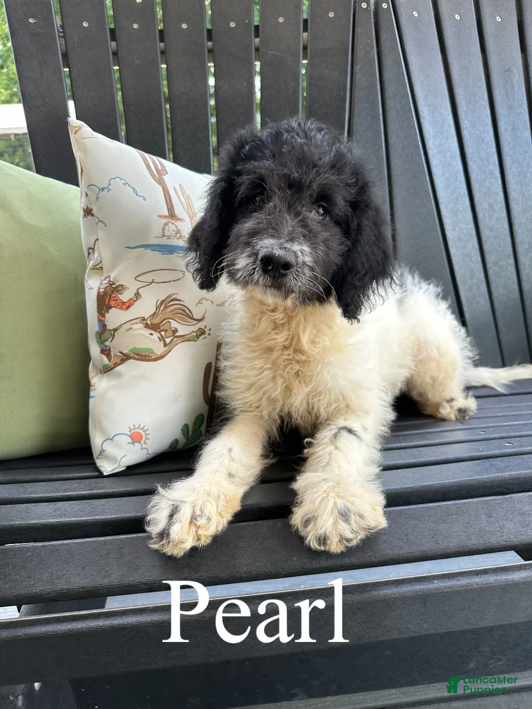 Mixed Breed dogs for sale: Pearl - Ad 1