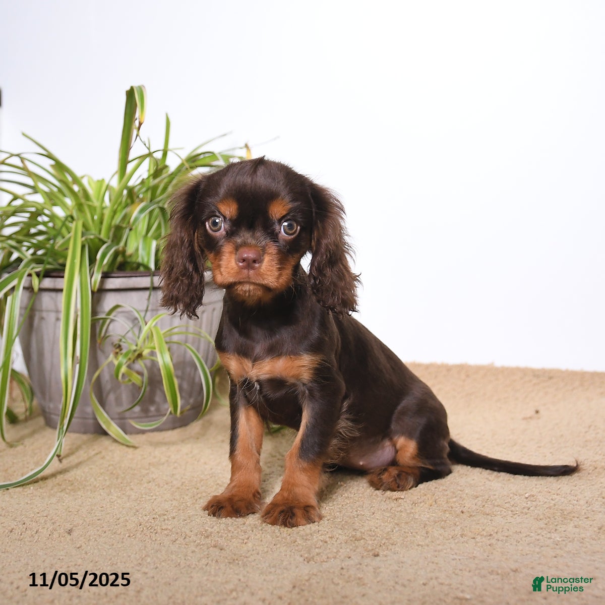 Cavalier King Charles Spaniel dogs Millie - Ad 31