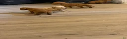 Goldendoodle dogs for sale: Goldendoodle 4 - Ad 8