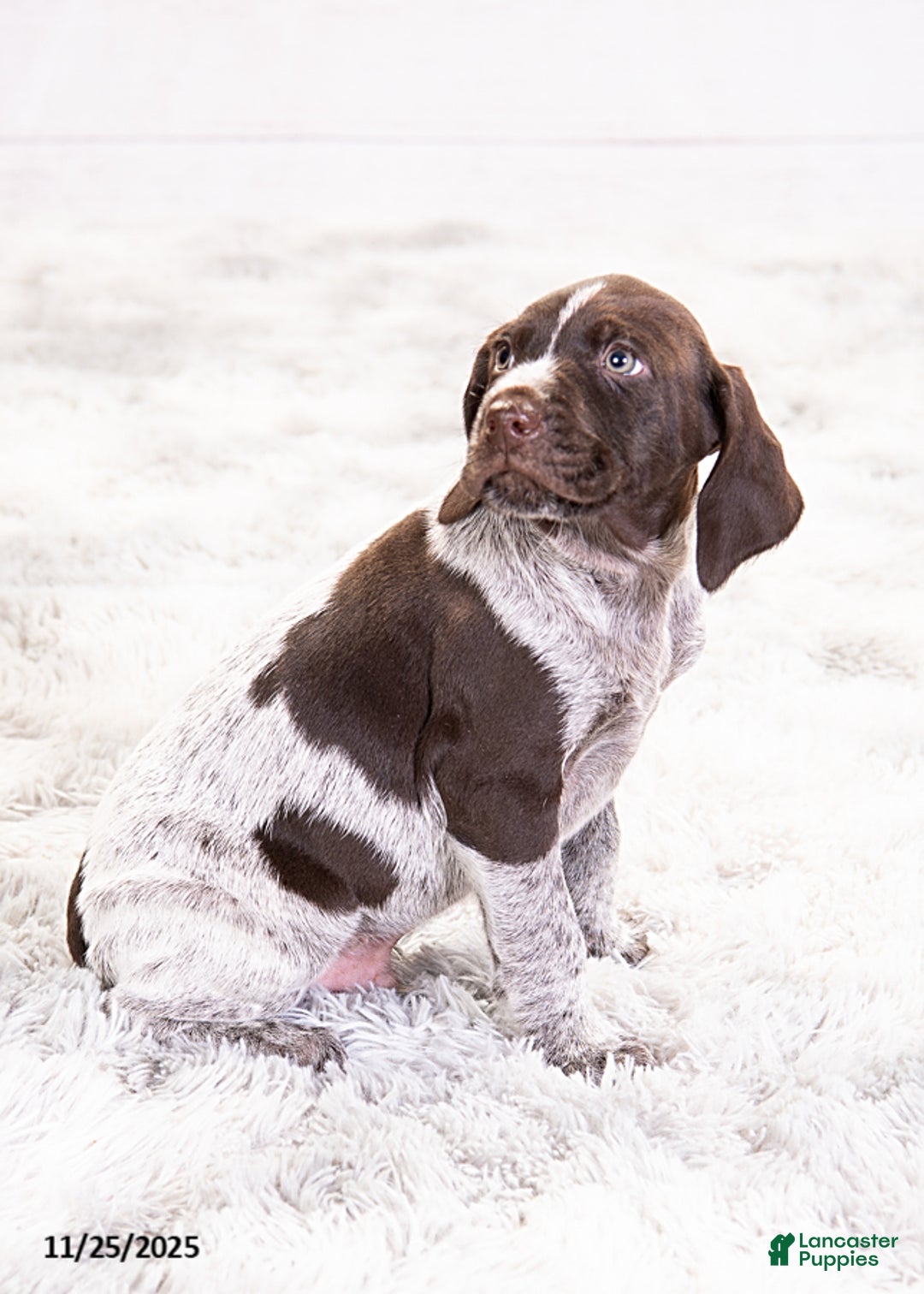 Mixed Breed dogs for sale: Reese - Ad 6