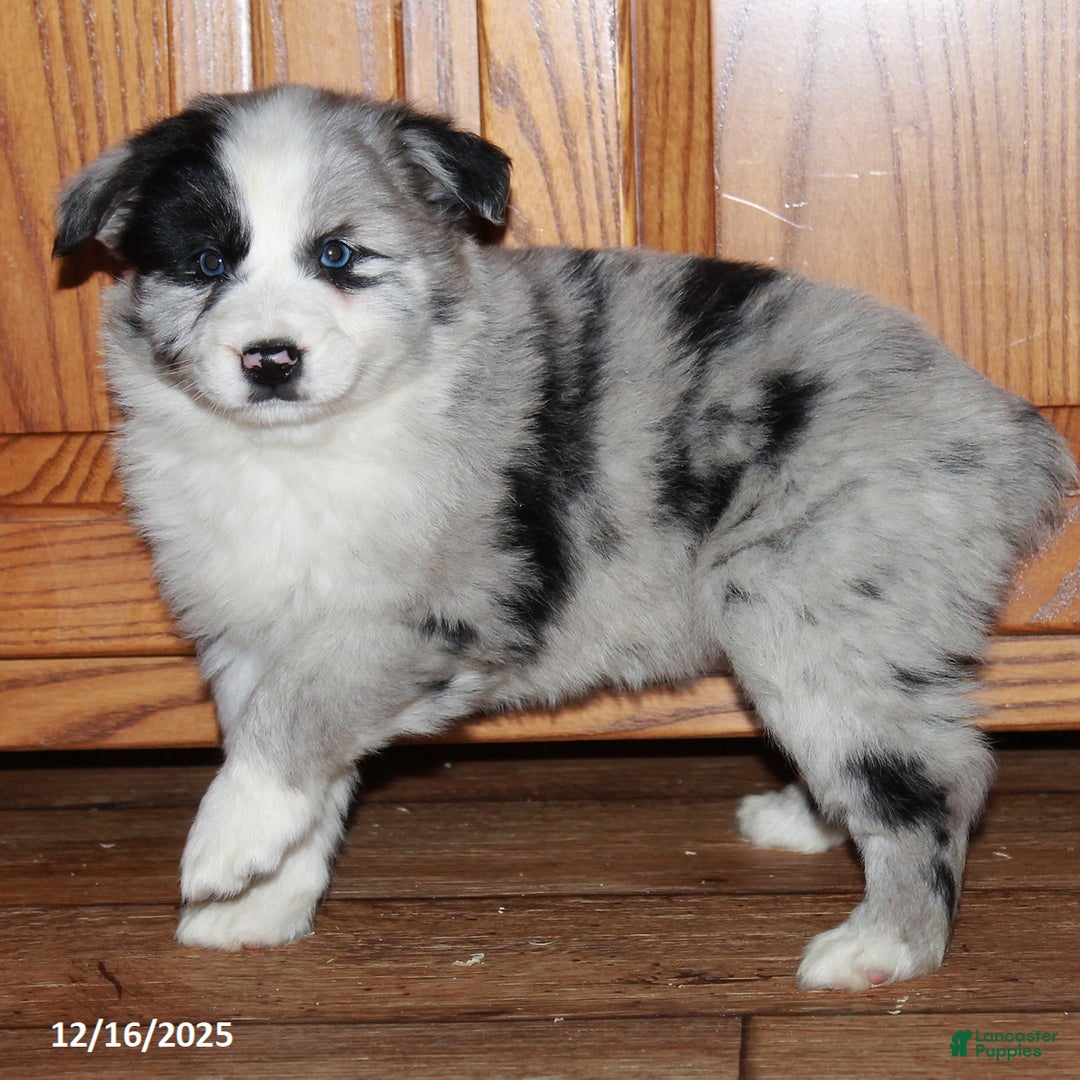 Australian Shepherd dogs for sale: Carla BLUE EYES - Ad 3