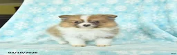 Pomeranian dogs for sale: Duke - Ad 2