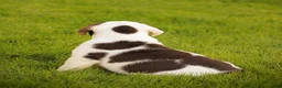 Beabull dogs for sale: Brittany - Ad 6